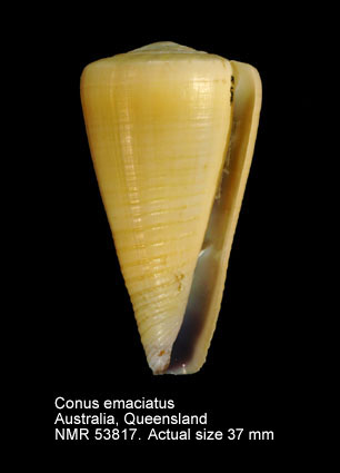 Conus emaciatus.jpg - Conus emaciatusReeve,1849